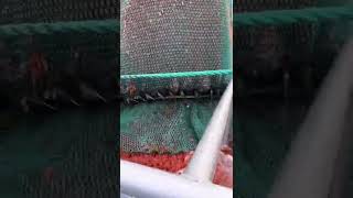 #short #shorts #shrimp #seafood #fishing سبحان الله 🦐