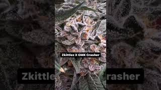 ZKITTLEZ X GMK CRASHER 🍭🍬🎂🍰( GROWN BY DELIGHTED.CA) #calli #indoor #weed #shorts