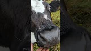 Vache et pommes. La vache aime manger des pommes. Vache. Village. Pommes... #shorts