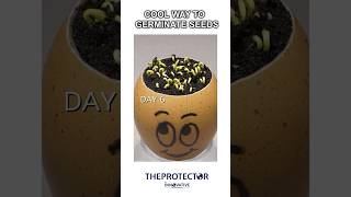 How to germinate seeds in an egg 🌱  #germinate #germination #seed #seeds #timelapse #grow #egg