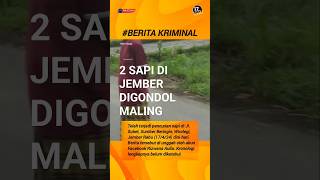 2 Sapi Di Jember Di Gondol Maling