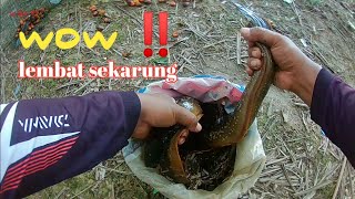 WOW ‼️PASANG BUBU LEMBAT DAPAT SEKARUNG