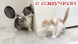 Приколы с котами! Смешные коты! С ОЗВУЧКОЙ! СМЕШНЫЕ ЖИВОТНЫЕ 2023! Тест на психику!