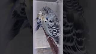 Gray Cristed Female King size || English Blood Line #breeding #budgies