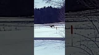 Herd of Deer.