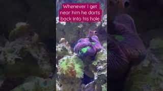 This is My Blenny… #aquariums #blenny #saltwater #shorts