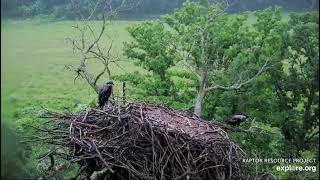 06 16 24 Decorah North nest falls eaglets ok