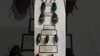 Beetle 🪲 Collection Show in Arizona Science 🧫 Center