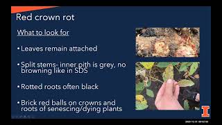 Interveinal chlorosis in soybeans- It's not just sudden death syndrome- Dr. Nathan Kleczewski