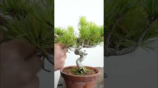 White pine Shohin Size | Air-layer  #bonsai #bonsaitechniques