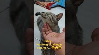 siboy kucing jinak dengar tausiah