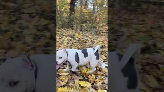 Бьянка ждёт лучших родителей #питомниксобак #americanbully