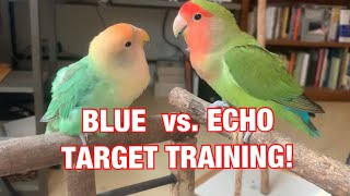 How To Target Train Your Birds In Two Ways!