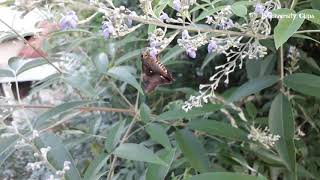 Common Awl Butterfly | Hasora badra | Butterfly Of India