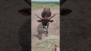 Watusi bull eats out of my hand for the first time.