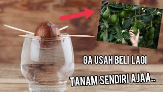 5 Buah Tumbuh Dari Bijinya