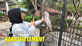 Elang yang galak dan kakatua yang lembut, Taman Satwa Cikembulan, Garut