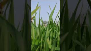 Farm - Slow Motion - Keep Supporting Farmers