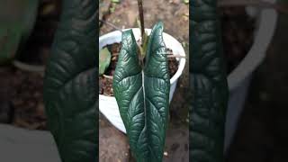 Alocasia scalprum | #alocasiascalprum #alocasia