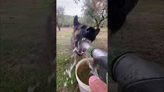 Funny Animals Videos 🤣 | Ep. 568 #shorts #viral #funny