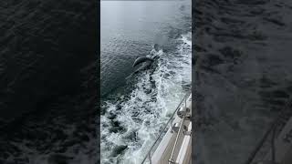 Dolphins video 2