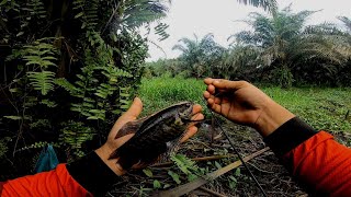 CARA MERACIK UMPAN MEDIA AYAM, UNTUK IKAN SEPAT SIAM SUSAH MAKAN