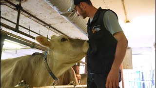 Jungbauer Elias Prieth und seine Leidenschaft für die Tierzucht