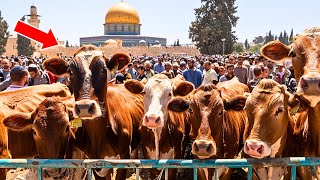 VACA ROJA LLEGA A ISRAEL - La Construcción del Tercer Templo Va a Comenzar