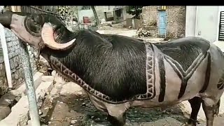 #shorts ERTUGUL-THE UNIQUE BULL IN INDIA /INDIA'S BIGGEST BULL