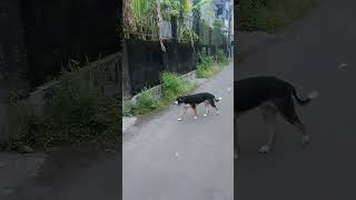 Dikejar anjing kompleks #dogs