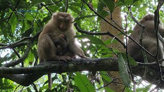 Monkey Family Rose Living Under Rain Looks Very Pitiable newborn baby Rainbow