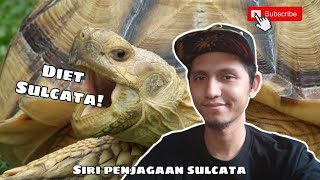 CARA MENJAGA SULCATA EP01: DIET KURA-KURA SULCATA