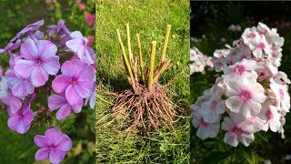 ФЛОКСЫ 🌺 ДЕЛЕНИЕ И ПЕРЕСАДКА МНОГОЛЕТНИКОВ 🌺 Популярная Ботаника