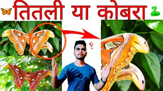 🦋तितली या कोबरा🐍 | Unique animals | Mind-blowing facts|