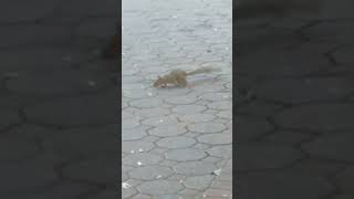 Little Squirrel Looking for Food! #asmr #viral #satisfying #trending #squirrel #pet #shorts