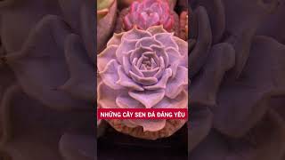 Những cây sen đá đáng yêu