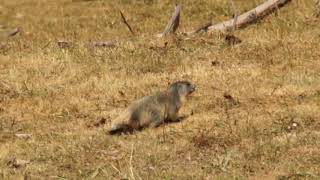 Une petite marmotte