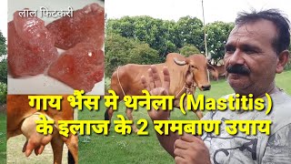 गाय भैंस मे थनैला रोग से बचने के घरेलू उपाय  / mastitis Treatment in cow and Buffalo at home