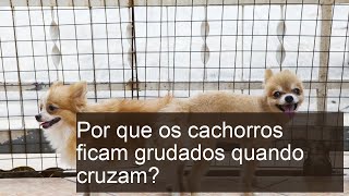 Entenda por que os cachorros ficam grudados durante o cruzamento!