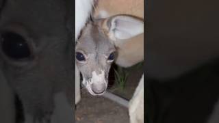 Baby Kangaroo Stops By