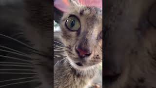 Funny Animals Videos 🤣 | Ep. 555 #shorts #viral #funny