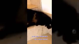 Laziest cat #shorts #youtubeshorts #trending #tiktok #compilation #viral #status #pet #animals #2021