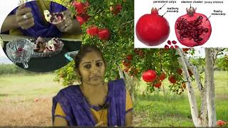 Fruit to Root Series: Pomegranate Dissection