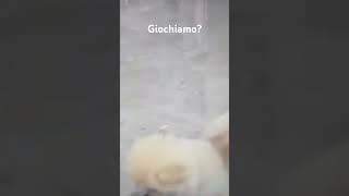 Giochiamo? Piccolo cagnolino che gioca #love #appuntisulblog