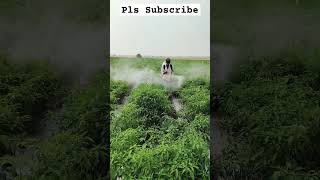 EXPONUS Pesticide - Red Chilli - View 2 #shorts #shortsviral #happyfarming