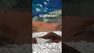 #triops züchten im Sommer