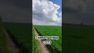 ОЗИМА ПШЕНИЦЯ 2023.  СКАГЕН 👍 ТА КОМБІН🌾