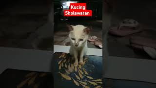 #cat #kucing #cats #cutecat #funnycats #catmotivation #simeong #kittens #sholawatmerdu