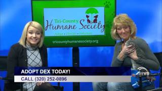 UTVS Pet of the Week: Meet Dex!