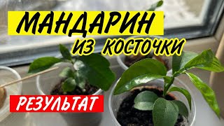 🪴МАНДАРИНОВОЕ ДЕРЕВО. Как вырастить мандарин из косточки. Мандарин 2023